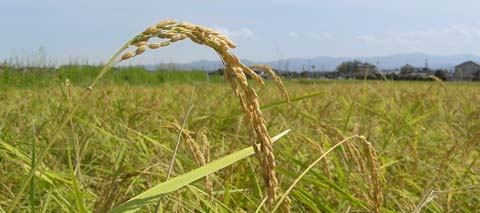 石川県産の原料を使用しています