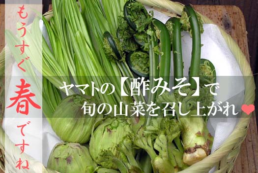 旬の山菜にも【酢みそ】　オススメです！