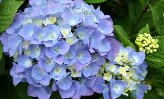 紫陽花の花