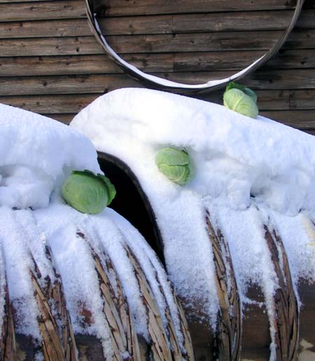051215barrel with snow_small.jpg