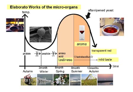 061101elaboratework%20of%20the%20micro-organs.jpg