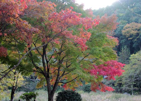 061117kourankei%202.jpg