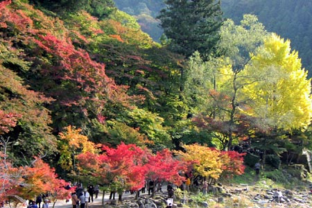 061117kourankei.jpg
