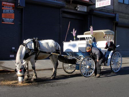 070306horse.jpg