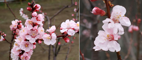 070330_ume2.jpg