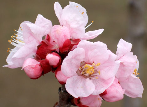 070330ume1.jpg