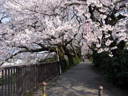 070409sakura.jpg