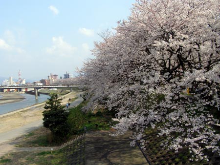070409sakura2.jpg