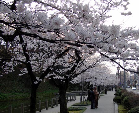 070410sakura.jpg