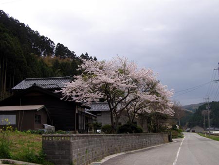 070421sakura.jpg