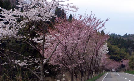 070421sakura2.jpg