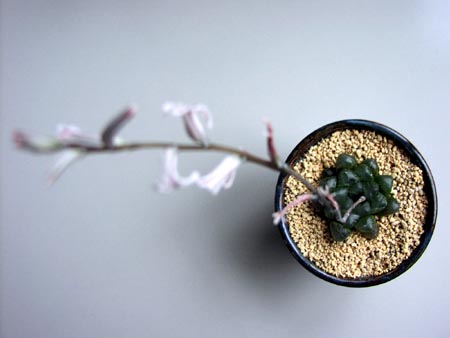 070506cactus1.jpg