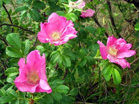070509hamanasu.jpg