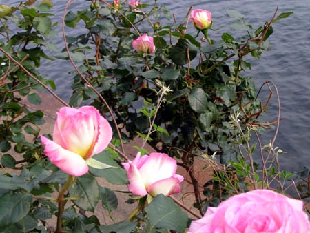 070509rose.jpg