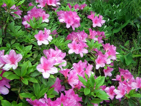 070509tutuji.jpg