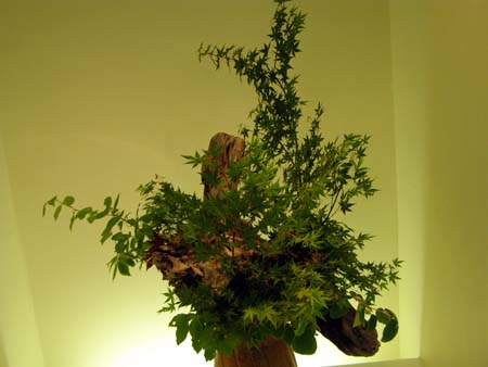 070528flower3.jpg