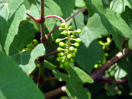 070612garape2.jpg