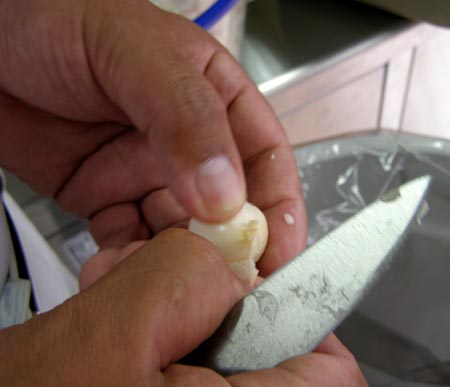 070620garlic1.jpg