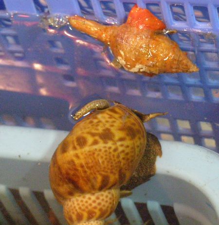 070624fish1.jpg