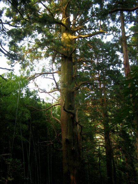 070630daimonzaka.jpg