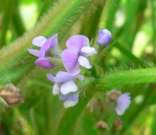 060806mamejin_flower.jpg