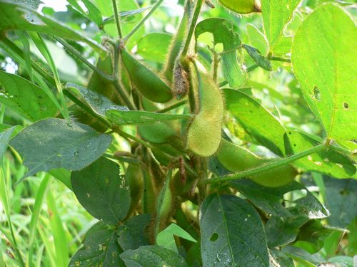 060806mamejin_soybean.jpg