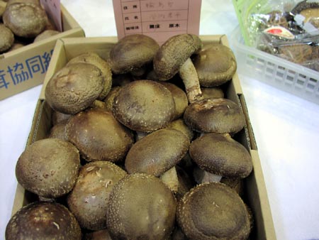 061014shiitake.jpg